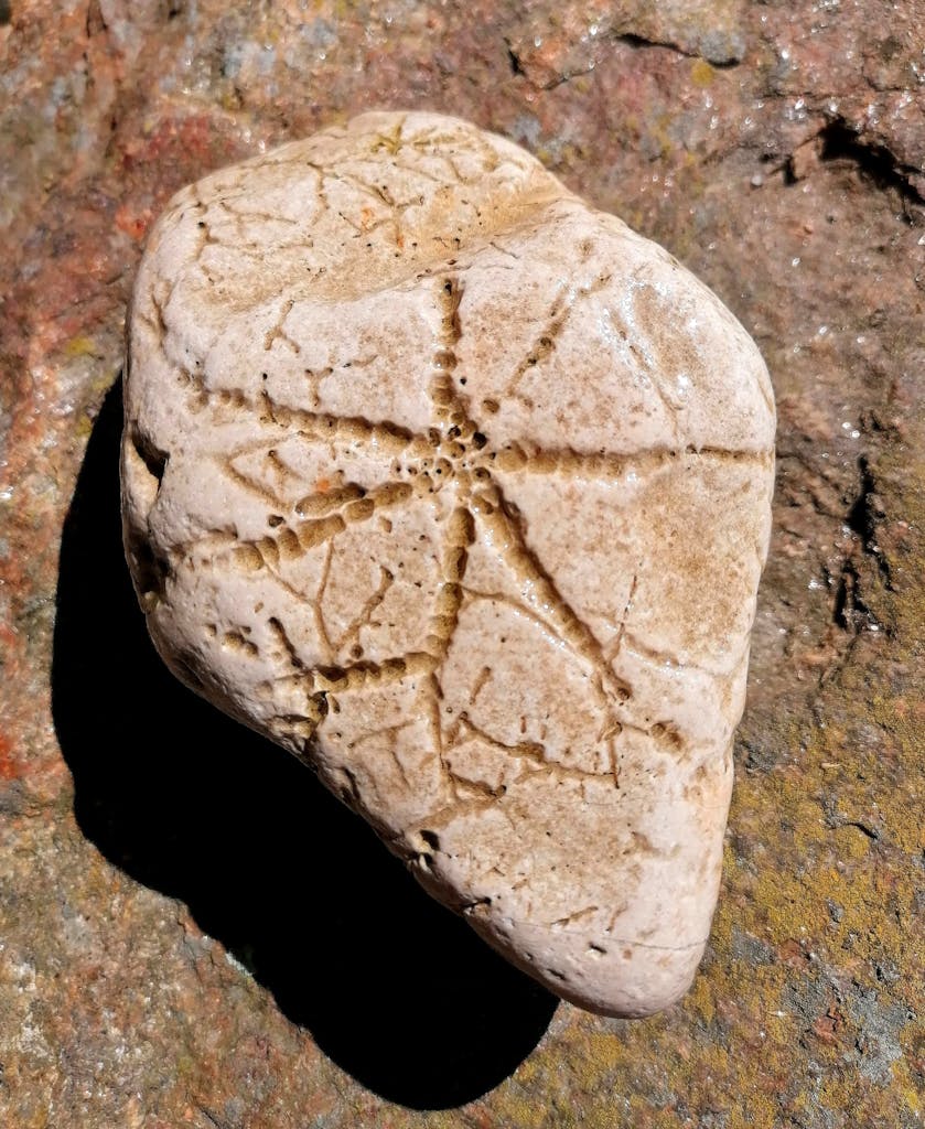 Detailed close-up of a fossilized star pattern imprinted on a rock surface outdoors.