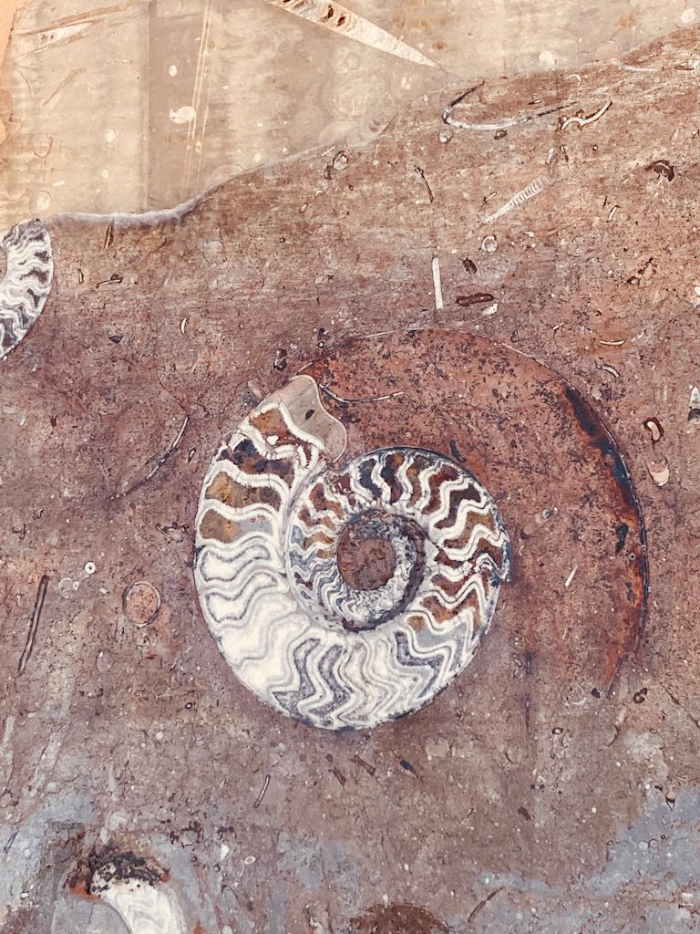 Detailed view of an ammonite fossil embedded in a rock, showcasing natural patterns.
