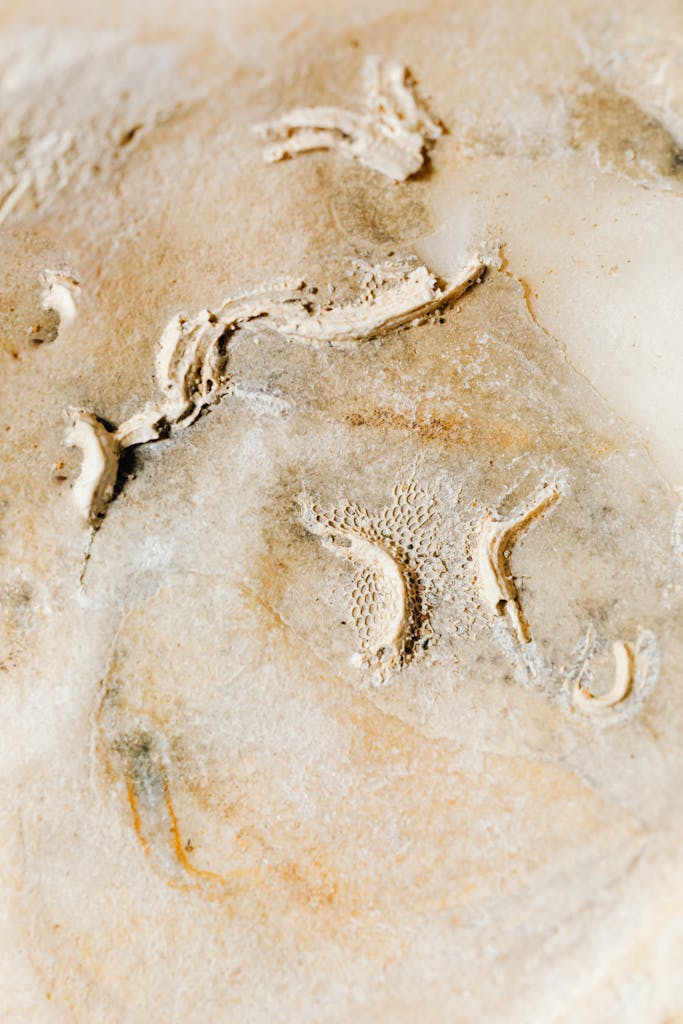 Detailed view of fossilized shell patterns embedded in a stone surface, showcasing natural texture.