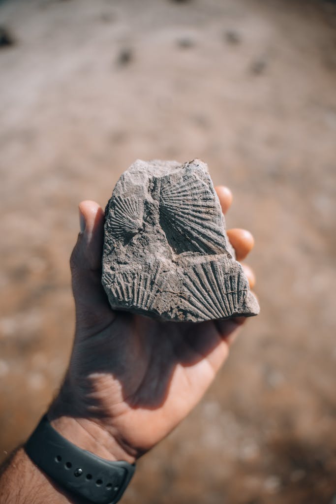Hand holding a fossilized shell outdoors with blurred background. Discover history.